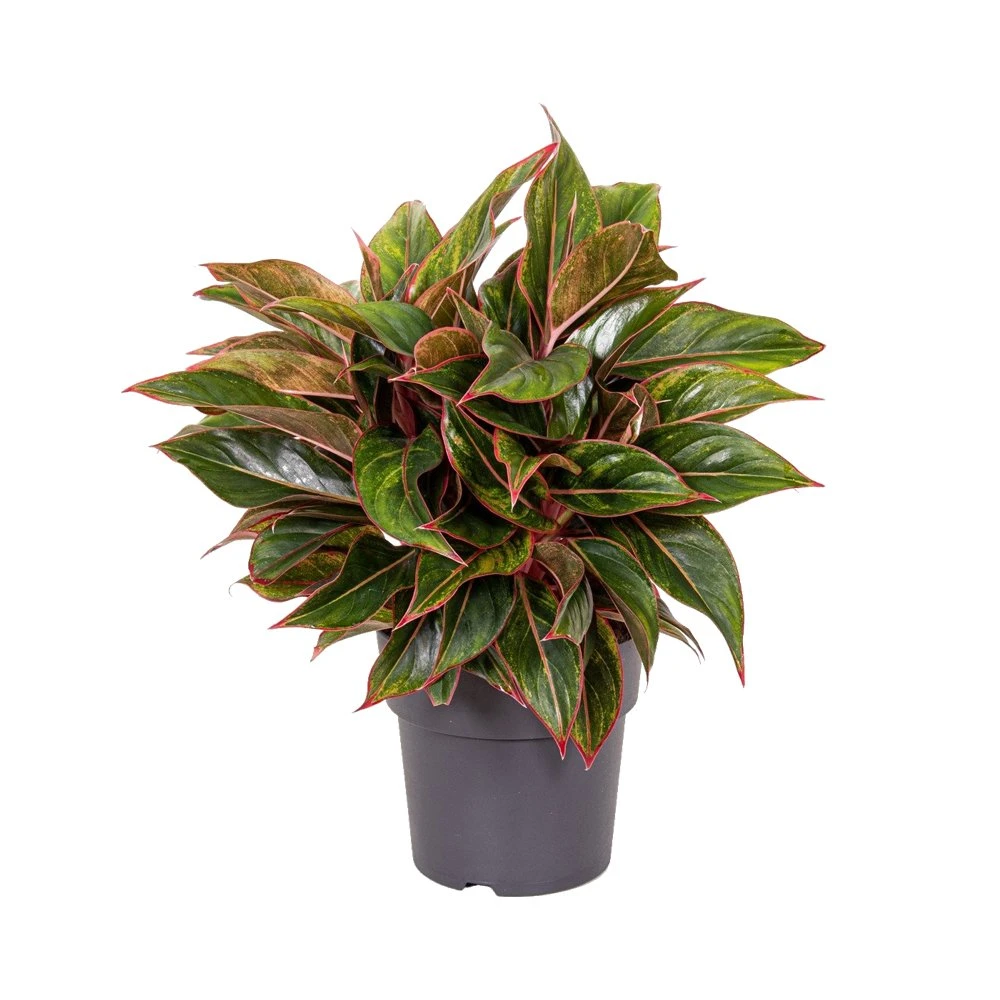 Aglaonema Jungle Red, In 19cm-pot 3 Aglaonema Jungle Red, In 19cm-pot
