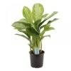 Aglaonema Silver Bay, In 17cm-pot -Gardena Winkel aglaonema silver bay in 17cm pot 1610309946 l