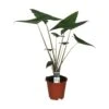 Alocasia Zebrina, In 19cm-pot 2 Alocasia Zebrina, In 19cm-pot -Gardena Winkel alocasia zebrina in 19cm pot 1000x1000 63a46d40e012f l