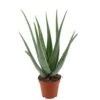 Aloë Vera, In 19cm-pot -Gardena Winkel aloe vera in 19cm pot 1610310000 l
