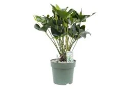 Anthurium Arrow, In 30cm-pot