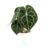Anthurium Clarinervium, In 12cm-pot -Gardena Winkel anthurium clarinervium in 12cm pot 800x802 625fc8caa0739 l