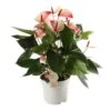 Anthurium Mistique, In 17cm-pot -Gardena Winkel anthurium mistique in 17cm pot 1610982333 l