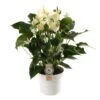 Anthurium White Champion, In 17cm-pot -Gardena Winkel anthurium white champion in 17cm pot 1610310007 l