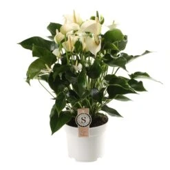 Anthurium White Champion, In 17cm-pot