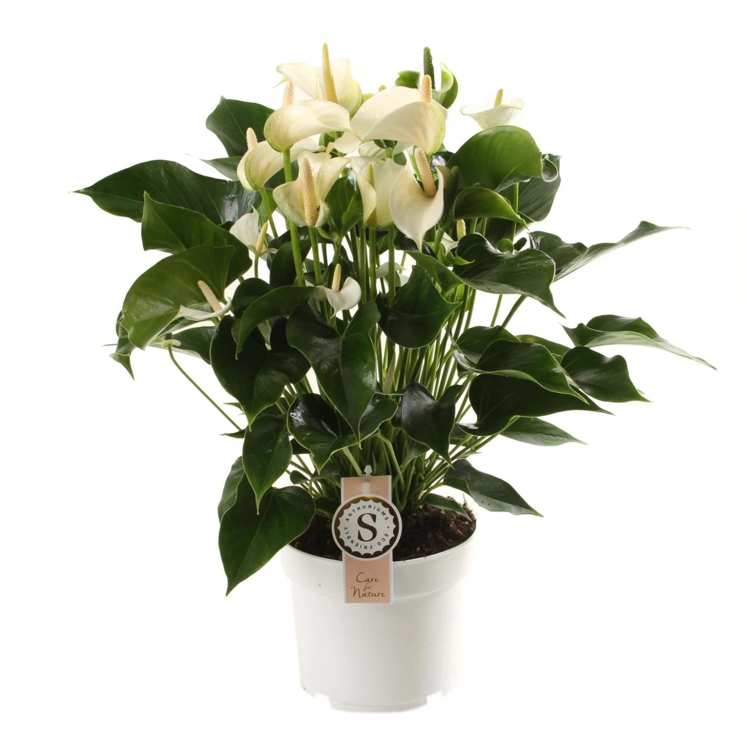 Anthurium White Champion, In 17cm-pot 3 Anthurium White Champion, In 17cm-pot