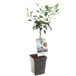 Appelboom (Malus Dom. Cox's Orange P. Patio), In Pot