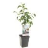 Appelboom (Malus Dom. Rode Boskoop Patio), In Pot -Gardena Winkel appel malus dom rode boskoop patio 1322x1322 623c76e3e7462 l