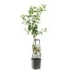 Appelboom Wonder Tree Delcorf 1 Appelboom Wonder Tree Delcorf -Gardena Winkel appelboom wonder tree delcorf 1500x1500 624ecdbba8642 l
