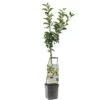 Appelboom Wonder Tree Elstar -Gardena Winkel appelboom wonder tree elstar 1500x1500 624ecd213249e l