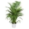 Areca Palm, In 24cm-pot 120cm Hoog -Gardena Winkel areca palm 120cm hoog in 24cm pot 1000x1000 63a43e96eaaa8 l