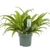 Asplenium Osaka, In 30cm-pot -Gardena Winkel asplenium osaka in 30cm pot 600x400 61fce46f86c8b l