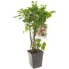 Bessenstruik Kwartet (Ribes Quatro-bes - Draagbeugel), In Pot -Gardena Winkel bessen ribes quatro bes draagbeugel 1378x1378 623c768fd00a0 l