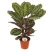 Calathea 'Medallion', In 19cm-pot 2 Calathea 'Medallion', In 19cm-pot -Gardena Winkel calathea medallion in 19cm pot 1536x1536 63b40b227c8ac l