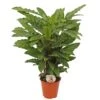 Calathea 'Miroscha', In 19cm-pot 1 Calathea 'Miroscha', In 19cm-pot -Gardena Winkel calathea miroscha in 19cm pot 1536x1524 63b40b3af2e20 l