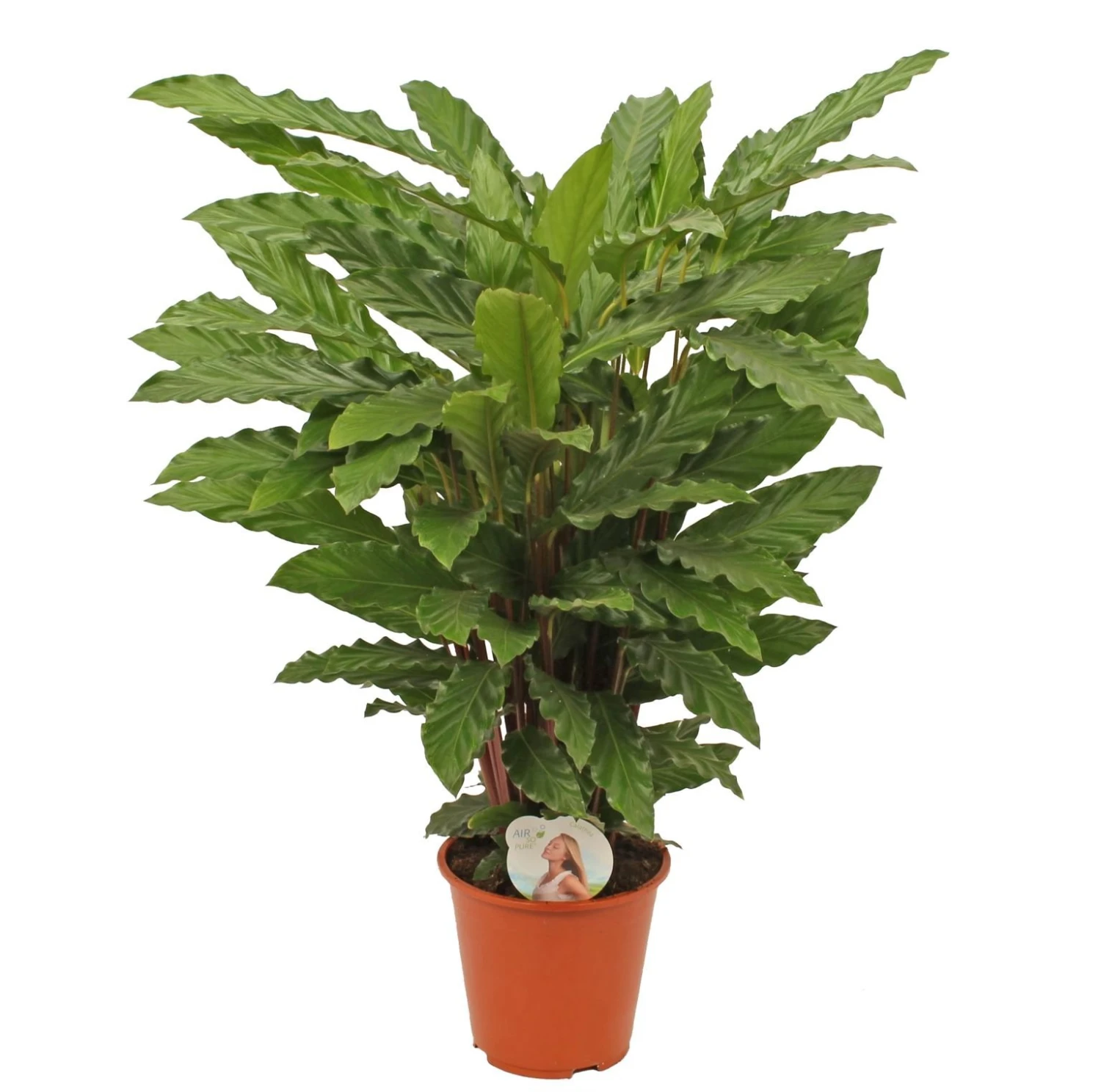 Calathea 'Miroscha', In 19cm-pot 3 Calathea 'Miroscha', In 19cm-pot