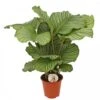 Calathea 'Orbifolia', In 19cm-pot 2 Calathea 'Orbifolia', In 19cm-pot -Gardena Winkel calathea orbifolia in 19cm pot 1536x1536 63b40b592e3d2 l