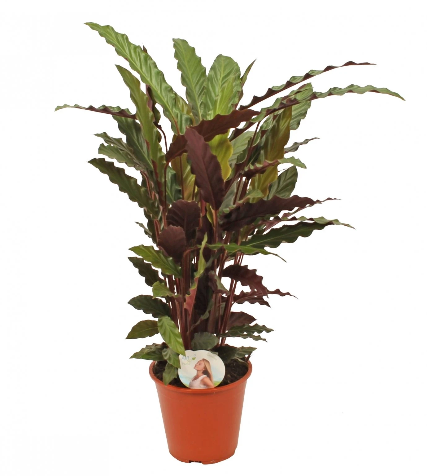 Calathea 'Rufibarba', In 19cm-pot 3 Calathea 'Rufibarba', In 19cm-pot