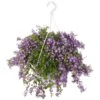 Campanula Addenda, In 27cm-hangpot 2 Campanula Addenda, In 27cm-hangpot -Gardena Winkel campanula addenda in 27cm hangpot 1000x1000 625ecc0a4bfff l