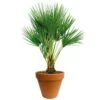 Chamaerops Palm 90cm Hoog, In 24cm-pot -Gardena Winkel chamaerops palm 90cm hoog in 24cm pot 1000x1000 625410ac5d8c3 l