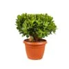 Crassula Magical Tree, In 25cm-pot -Gardena Winkel crassula magical tree in 25cm pot 1000x1000 63a47655f2e64 l