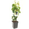 Druivenstruik (Vitis Vin. Muscat Blue - Draagbeuge), In Pot -Gardena Winkel druif vitis vin muscat blue draagbeuge 1500x1500 623c769f16dee l