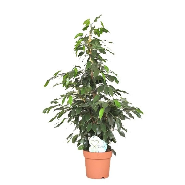 Ficus Benjamina Daniëlle, In 27cm-pot 140cm Hoog 3 Ficus Benjamina Daniëlle, In 27cm-pot 140cm Hoog