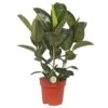 Ficus Elastica 'Robusta', In 27cm-pot 85cm Hoog 1 Ficus Elastica 'Robusta', In 27cm-pot 85cm Hoog -Gardena Winkel ficus elastica robusta 85cm hoog in 27cm pot 1610309961 l