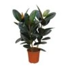 Ficus Elastica 'Robusta', In 27cm-pot 100cm Hoog 1 Ficus Elastica 'Robusta', In 27cm-pot 100cm Hoog -Gardena Winkel ficus elastica robusta in 27cm pot 100cm hoog 1000x1000 63bebe13982d0 l