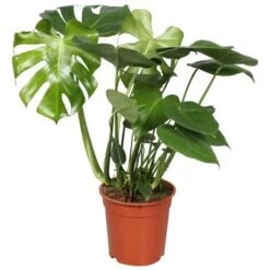 Gatenplant (Monstera Deliciosa), In 21cm-pot
