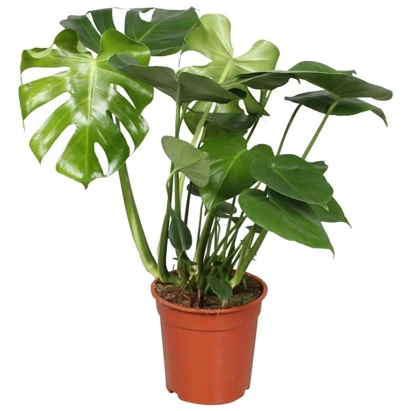 Gatenplant (Monstera Deliciosa), In 21cm-pot 3 Gatenplant (Monstera Deliciosa), In 21cm-pot