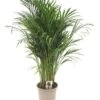 Goudpalm (Dypsis Lutescens), In 24cm-pot 120cm Hoog -Gardena Winkel goudpalm dypsis lutescens 120cm hoog 1610479205 l