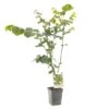 Hazelnotenboom (Corylus Avellana Cosford), In Pot -Gardena Winkel hazelnoot corylus avellana cosford 1500x1500 623c76865593c l