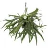 Hertshoornvaren, In 21cm-hangpot -Gardena Winkel hertshoornvaren in 21cm hangpot 1536x1536 63b40a68e2ef3 l