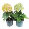 Hortensia Avantgarde, In 23cm-pot -Gardena Winkel hortensia avantgarde in 23cm pot 1000x1000 641d698b8e43f l
