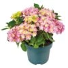 Hortensia Double Dutch, In 23cm-pot -Gardena Winkel hortensia double dutch in 23cm pot 1000x1000 641d68c0ec818 l