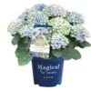 Hortensia Magical, In 23cm-pot 1 Hortensia Magical, In 23cm-pot -Gardena Winkel hortensia magical in 23cm pot 1000x1000 641d69dbe002f l