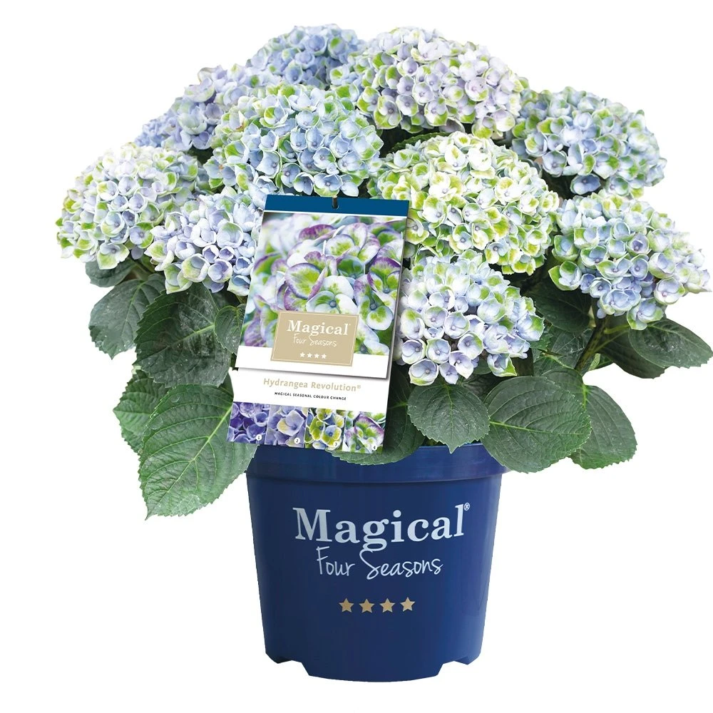 Hortensia Magical, In 23cm-pot 3 Hortensia Magical, In 23cm-pot
