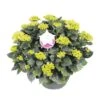 Hortensia XXL, In 29cm-schaal -Gardena Winkel hortensia xxl in 29cm schaal 1000x1000 6427f57ac84b6 l