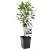 Kersenboom (Prunus Cerasus Morel Patio), In Pot -Gardena Winkel kers prunus cerasus morel patio 1500x1500 623c76f39314e l