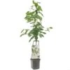 Kersenboom Wonder Tree Regina -Gardena Winkel kersenboom wonder tree regina 1500x1500 624eccfe76720 l