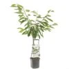 Kersenboom Wonder Tree Sunburst -Gardena Winkel kersenboom wonder tree sunburst 1500x1500 624eceb9e9e58 l