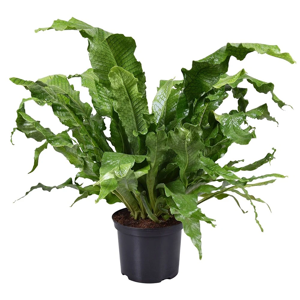 Krokodillenvaren (Microsorum Crocodyllus), In 23cm-pot 3 Krokodillenvaren (Microsorum Crocodyllus), In 23cm-pot