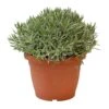 Lavendel, In 25cm-pot 2 Lavendel, In 25cm-pot -Gardena Winkel lavendel in 25cm pot 800x800 6227356176881 l