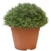 Lavendel, In 35cm-pot 1 Lavendel, In 35cm-pot -Gardena Winkel lavendel in 35cm pot 800x800 622735622b68f l