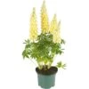 Lupine, In 23cm-pot -Gardena Winkel lupine in 23cm pot 1000x1000 627b6e69acd34 l