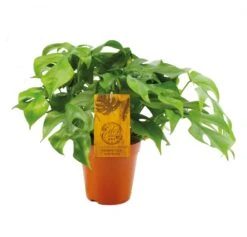 Monstera Minima, In 15cm-pot