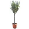 Olijfboom 160cm, In 27cm-pot -Gardena Winkel olijfboom 160cm in 27cm pot 1000x1000 62568eabda9e9 l
