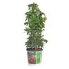 Passiflora, In 19cm-pot -Gardena Winkel passiflora in 19cm pot 1000x1000 645385e17d30b l