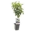 Perenboom (Pyrus Comm. Beurré Hardy Patio), In Pot -Gardena Winkel peer pyrus comm beurre hardy patio 1500x1500 623c76e829ff3 l
